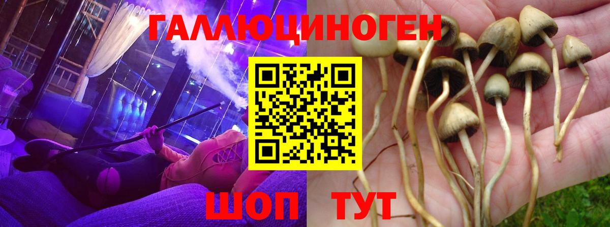 Псилоцибиновые грибы GOLDEN TEACHER Орёл